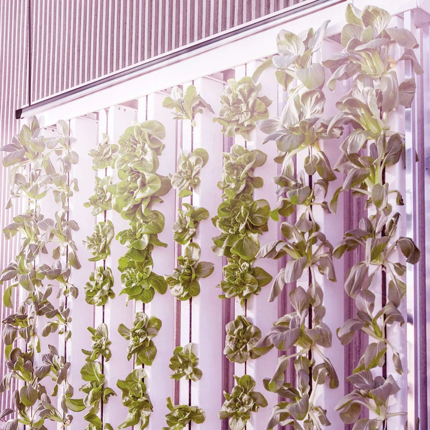 Stonepoint 48 In. 1-Light Lights 36 W LED Grow Shop Light 4 Stonepoint 48 In. 1-Light Lights 36 W LED Grow Shop Light - Image 2