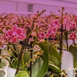 Feit LED Square Connector LED Grow Light Color Changing 32 Watt Equivalence 1 Pk -Luminexm Store 9830e869 89ed 4207 81ba bf8296ec0785